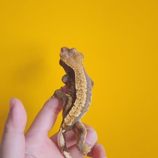 헷암4번