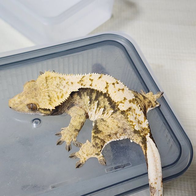 트라이 익스트림할리퀸