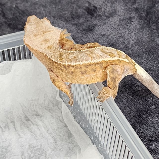 카푸치노 크림