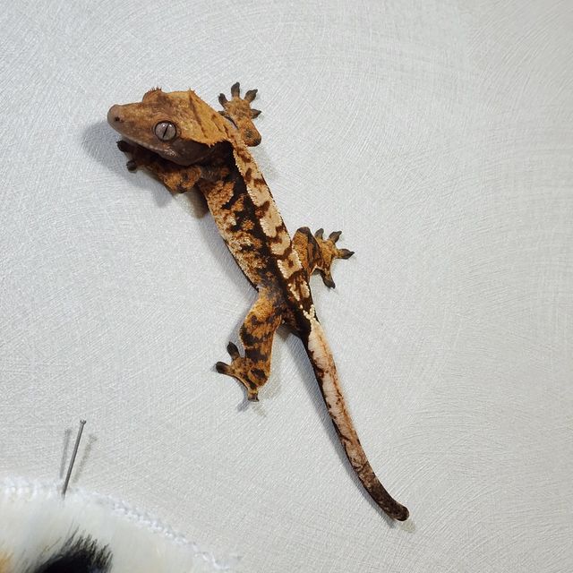 익스트림할리퀸 텐저린 트라이