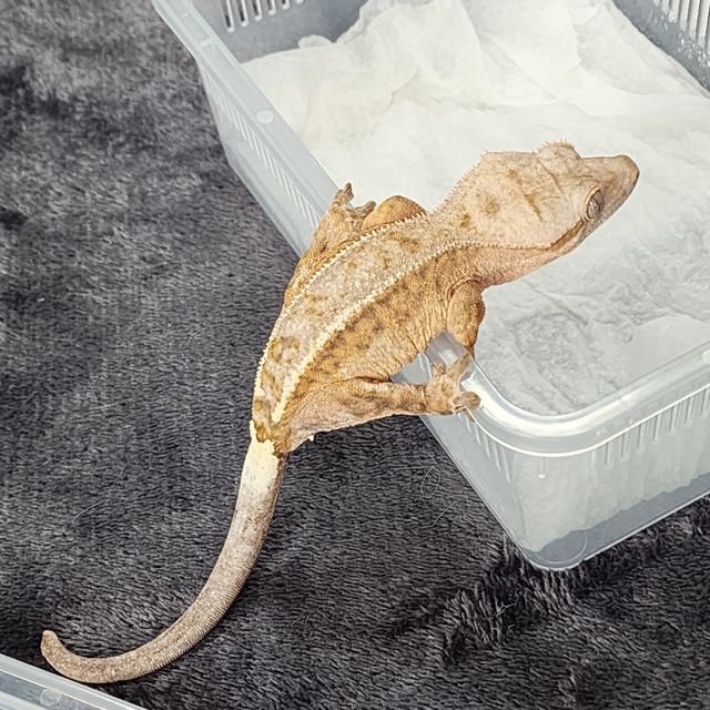 카푸치노 크림
