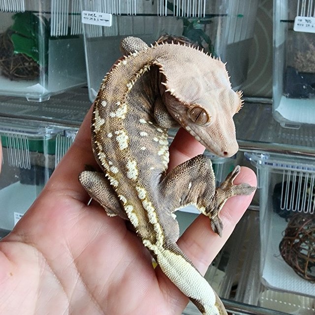 카푸치노 할로윈 텐저린