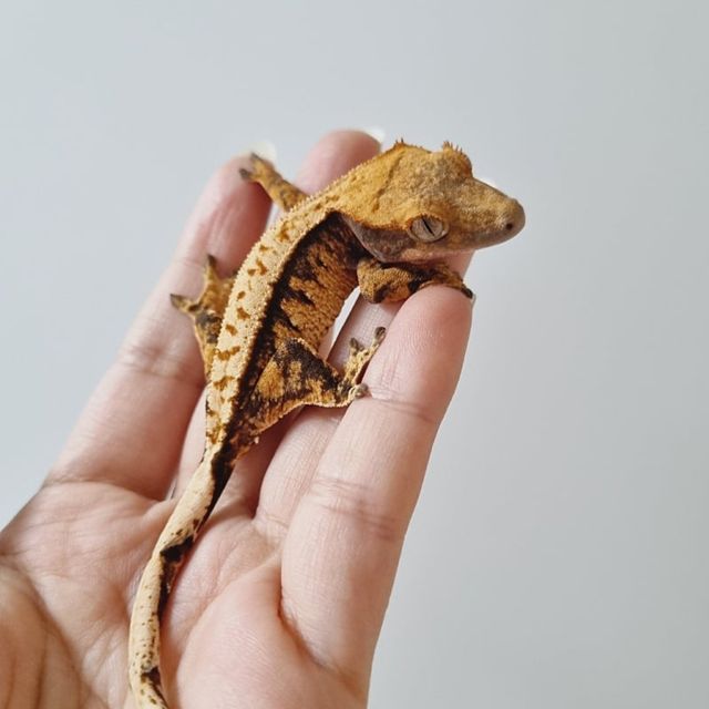 텐저린 할로윈