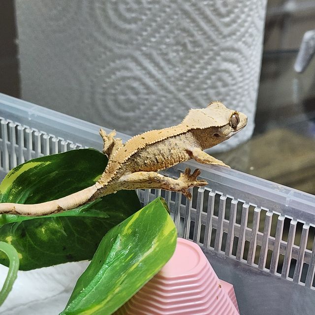 익스트림할리퀸