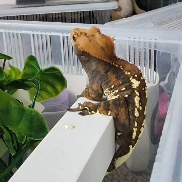 카푸치노 할로윈 텐저린