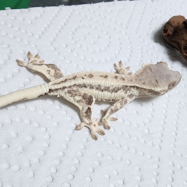 프라푸치노