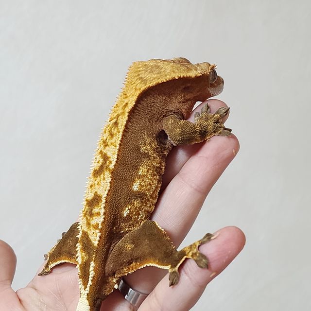 할리퀸 레드