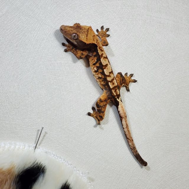익스트림할리퀸 텐저린 트라이