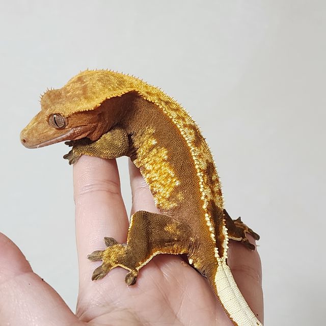 할리퀸 레드