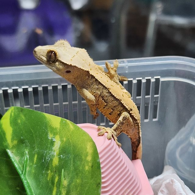 익스트림할리퀸