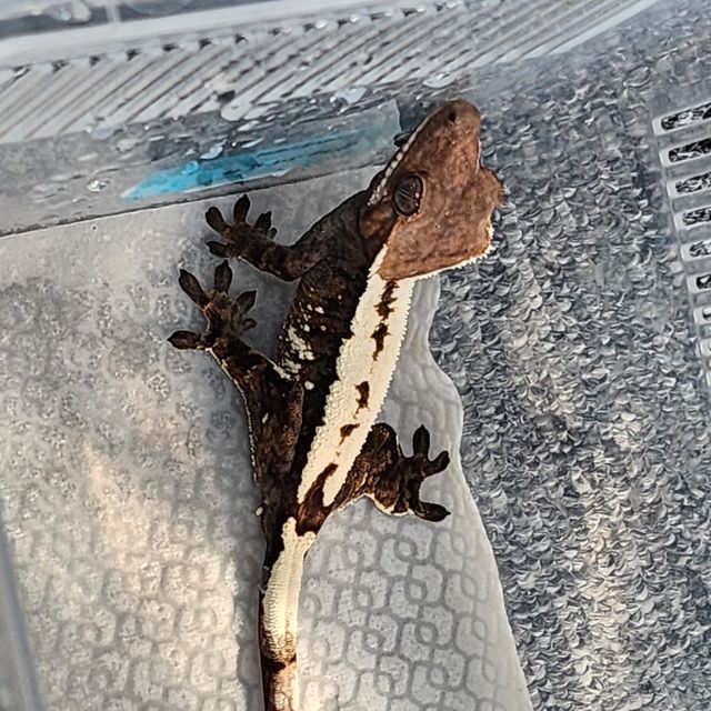 세이블 다크
