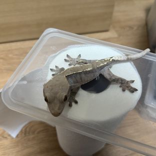 카푸치노