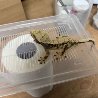 드리피 화이트스팟