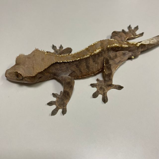 카푸치노