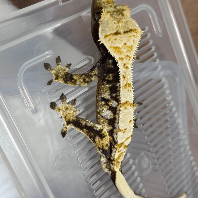 노멀 화이트스팟 드리피