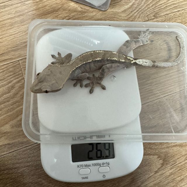 카푸치노