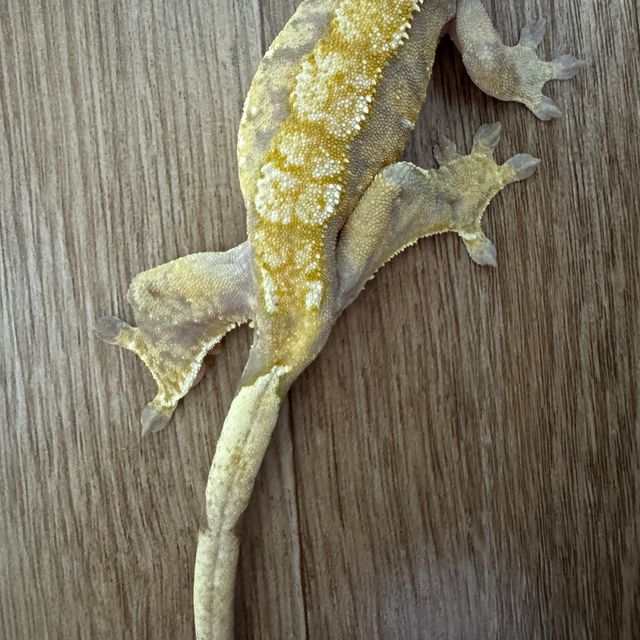 트라이