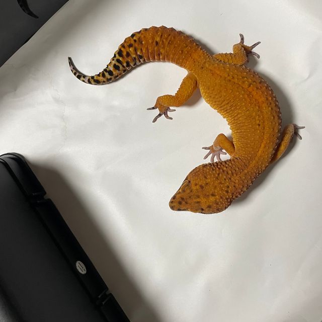인페르노 만다린