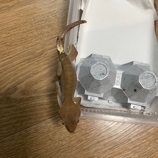 카푸치노 팬텀