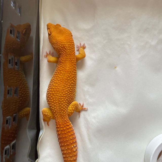 데빌 레드