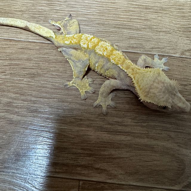 트라이