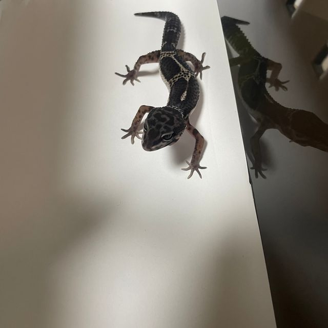 스노우 블랙나이트