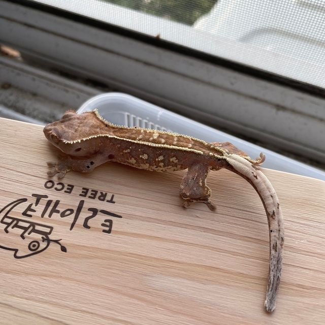 카푸치노