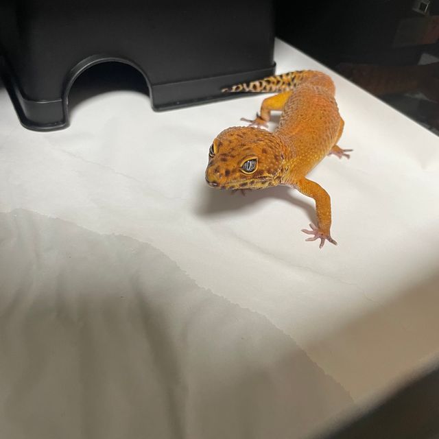 인페르노 만다린