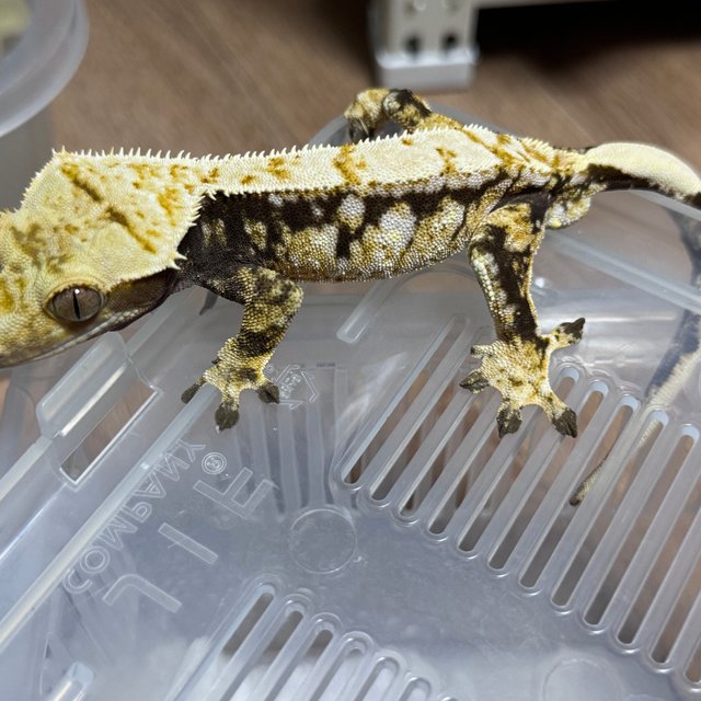 노멀 화이트스팟 드리피