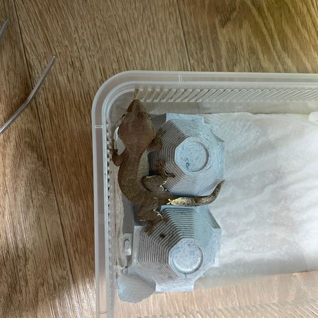 카푸치노 팬텀