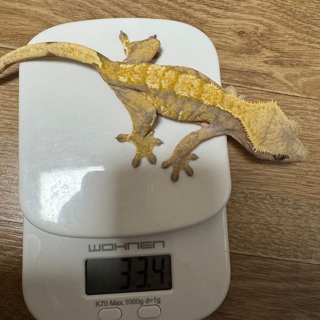 트라이