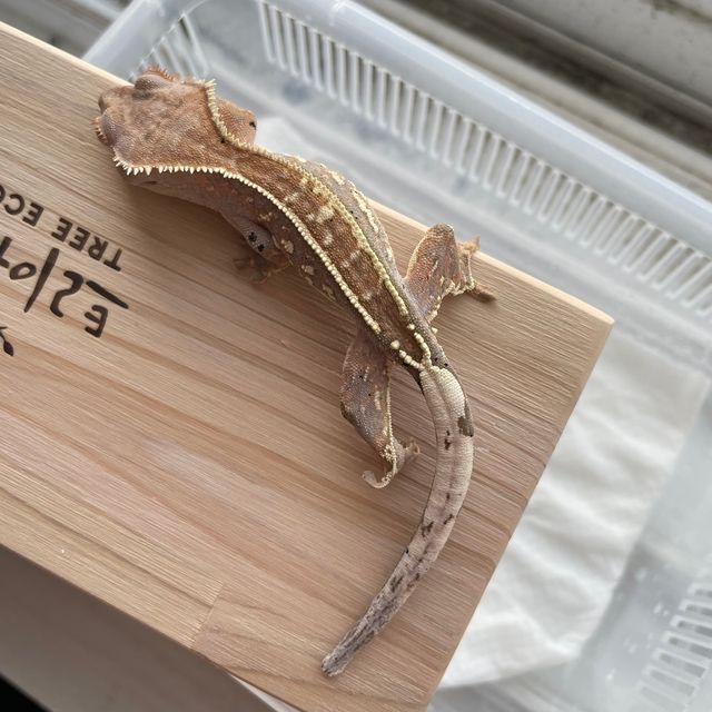 카푸치노