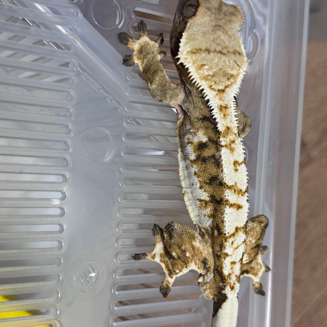 노멀 텐저린 화이트