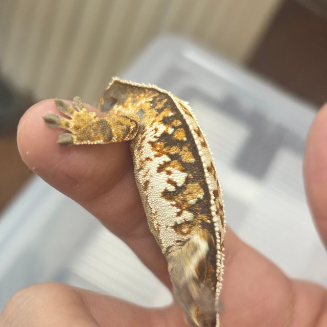 트라이 텐저린 익스트림할리퀸