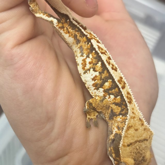 트라이 텐저린 익스트림할리퀸