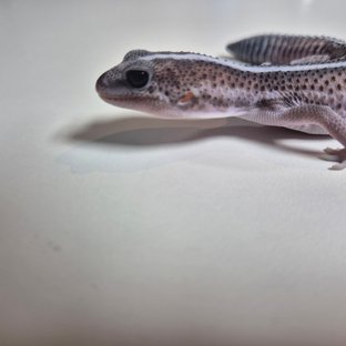 오레오 패턴리스 헷 줄루