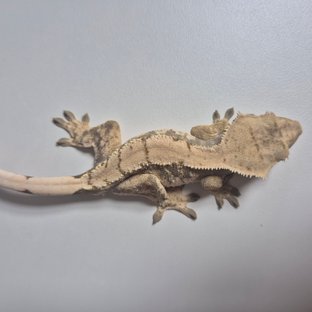 노멀 트라이 화이트스팟 드리피