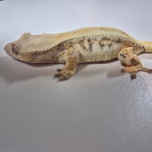 릴리화이트 크림