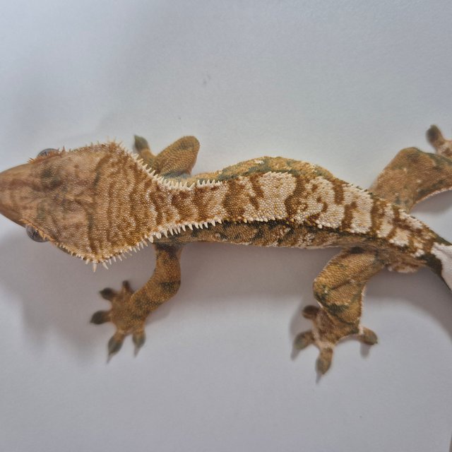 트라이 익스트림할리퀸 텐저린