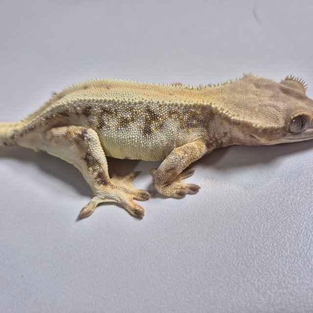 릴리화이트 크림