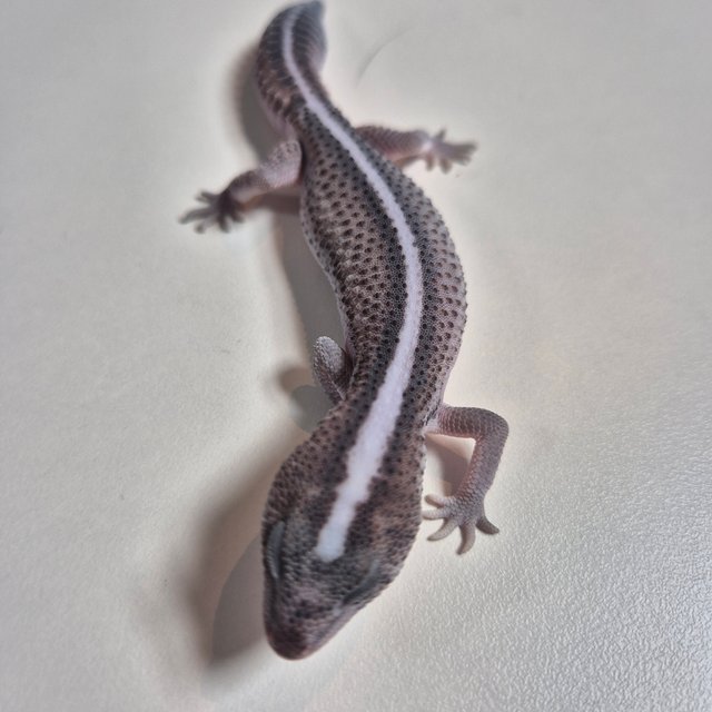 오레오 패턴리스 헷 줄루