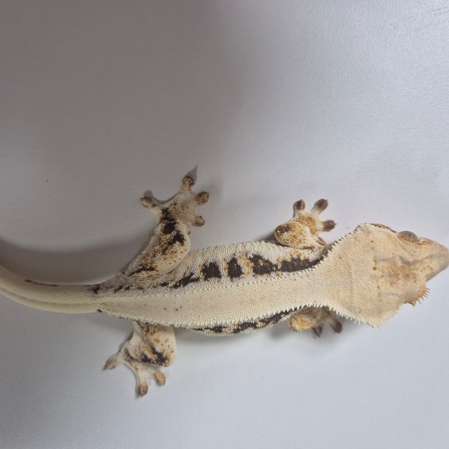 트라이 릴리화이트