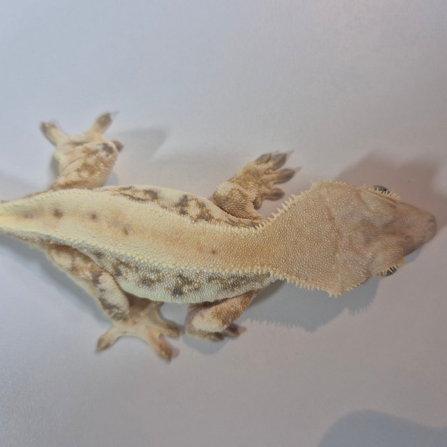 릴리화이트 크림