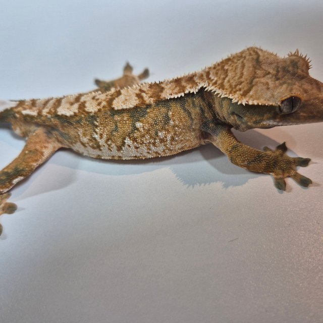 트라이 익스트림할리퀸 텐저린