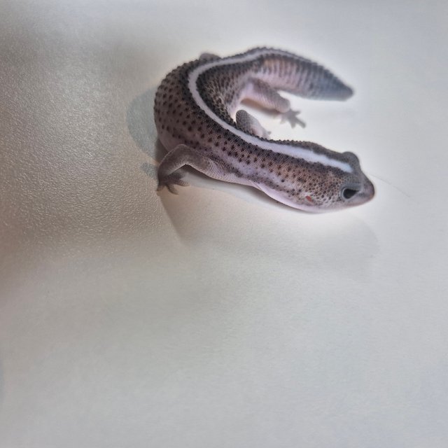 오레오 패턴리스 헷 줄루