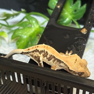 릴리화이트 드리피