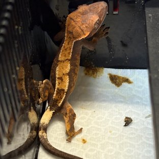 카푸치노 세이블