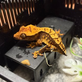 트라이 세이블 화이트스팟