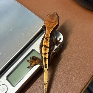 세이블 화이트스팟