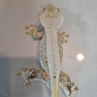 릴리100%헷아잔틱 100%헷아잔틱